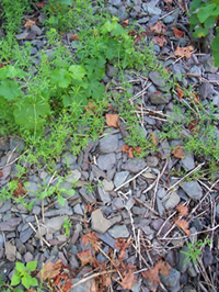 Tonschieferabdeckung als W&auml;rmespeicher